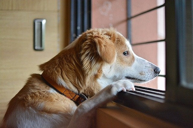 Sad dog staring out window