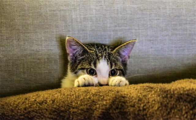 Kitten hiding