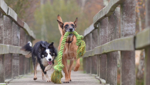 Webinar – 10/27/20 – Everything I Know About Resilience I Learned from My Shelter Dog – The AAWA and Petfinder Pro