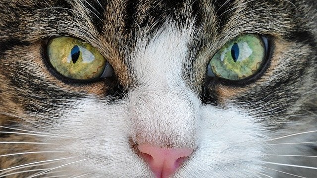 Close-up of cat