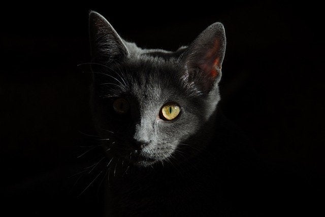 Gray cat black backround