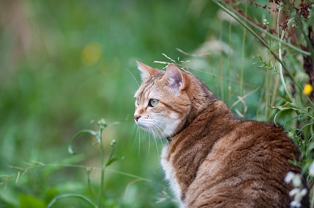 Cat in field
