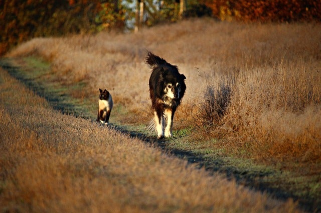 Cat and dog on trail