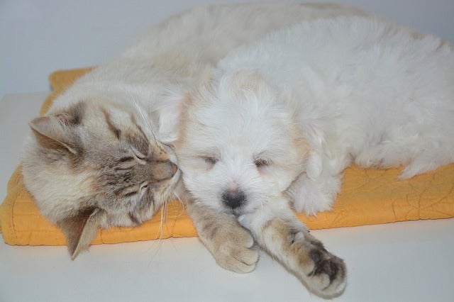 Dog and cat sleeping