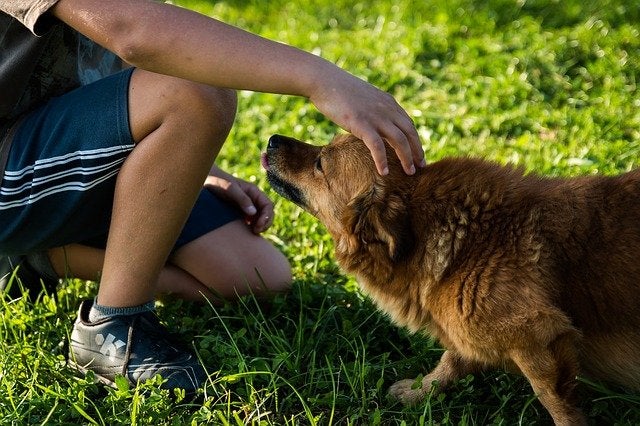 dog and boy in park