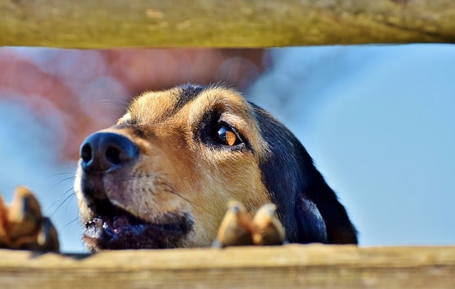 Dog with paws on fence