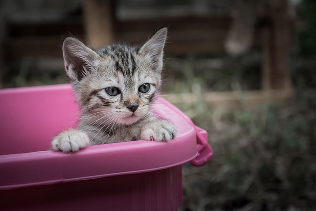 kitten in tub