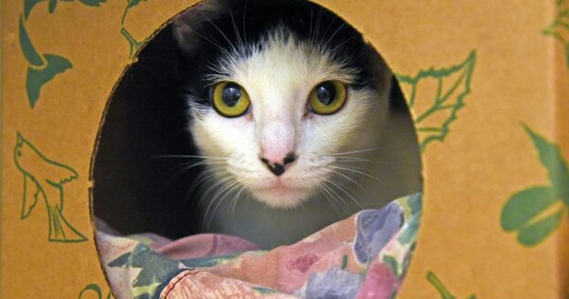 Webinar – 12/17/20 – Shelter Behavior Roundtable: Supporting Shy and Fearful Cats in the Shelter and at Home – ASPCAPro