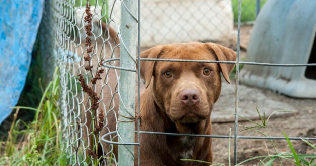 Webinar – 12/10/20 – Domestic Violence and Animal Cruelty – ASPCA Pro