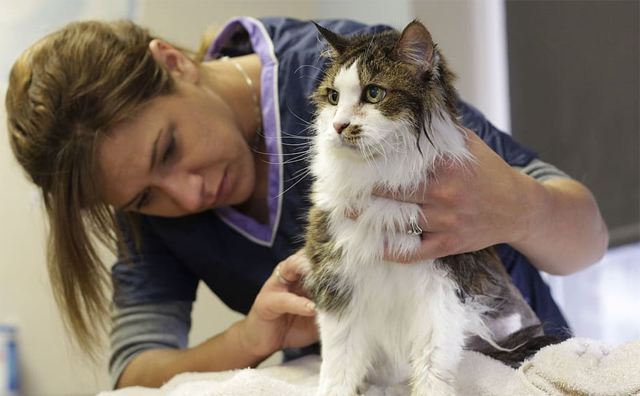 Cat receiving care at vet