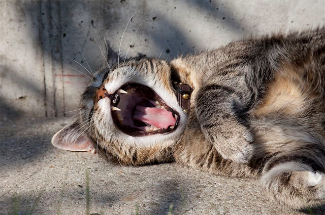 Cat yawning with teeth displayed