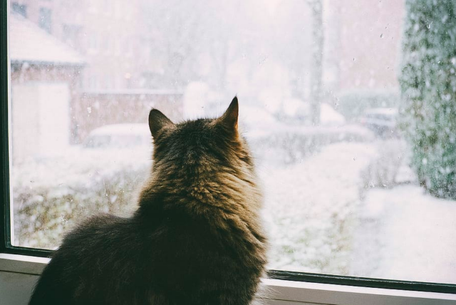 Cat looks out window as it snows