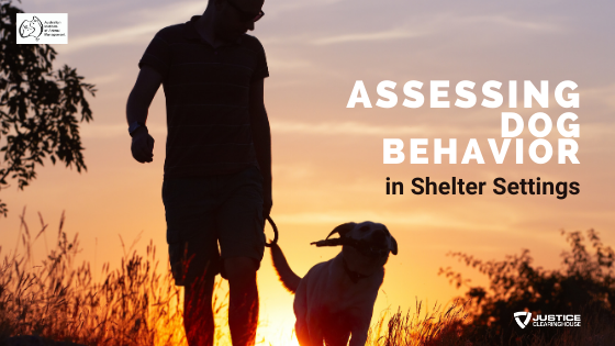 Dog Behavior in Shelter Settings