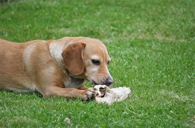 Dog with bone