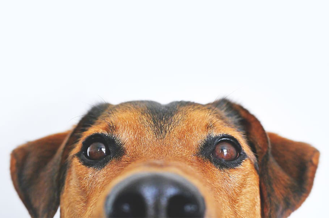 Close-up view of the face of a brown dog