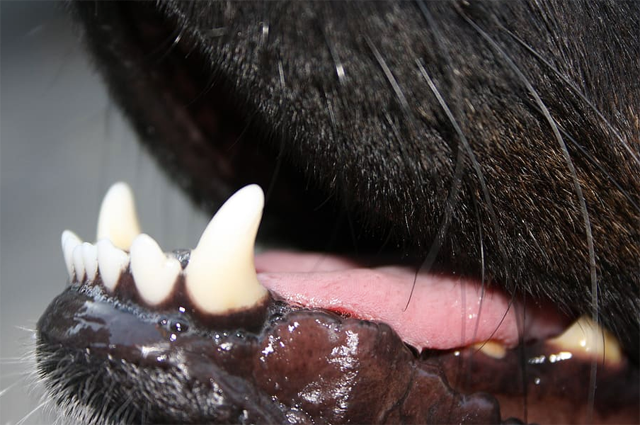 Close-up of dog mouth