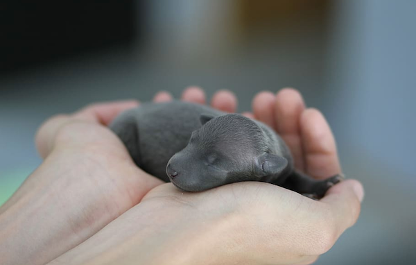 Cupped hands hold newborn puppy