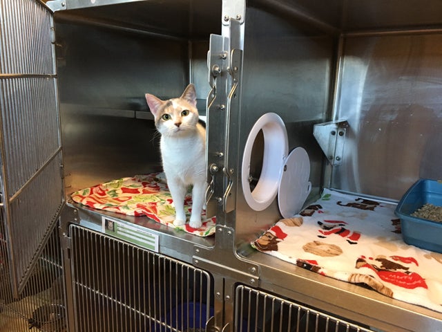 Orange and white cat looks out from cage with portal