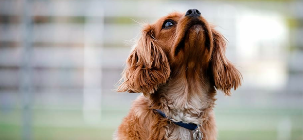 Webinar – 11/12/20 – Destination Known: Your GPS to Training Behaviors – Julie Flanery – FDSA (fee applies)