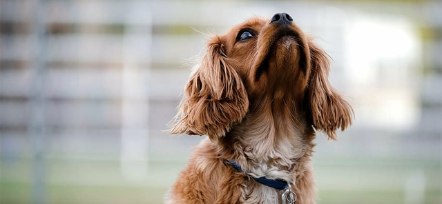 Small dog looks for cue