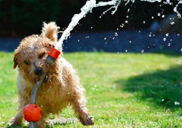 Online Event – 11/12/20 – Ken Ramirez and Karen London, Ph.D., on the Importance of Play – Karen Pryor Academy