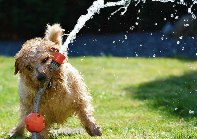 Small dog plays with hose