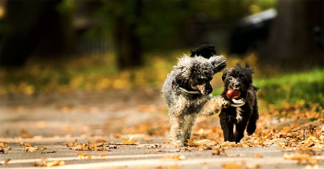 Two dogs running