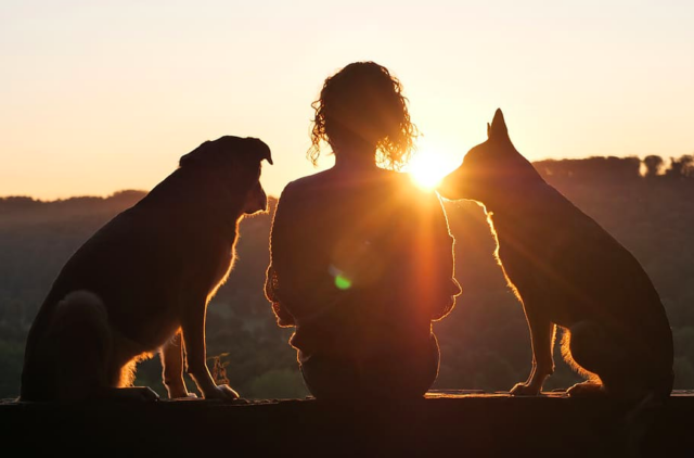 Two dogs with woman at sunset
