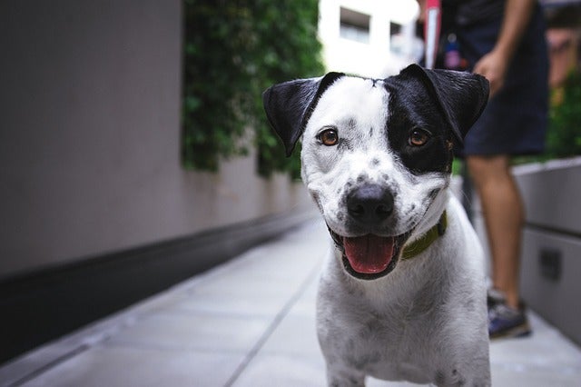 Black and white dog standing outside
