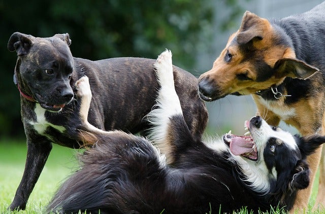 Dogs playing