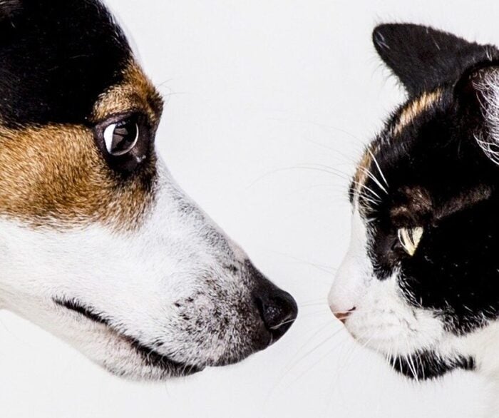 Cat and dog face off