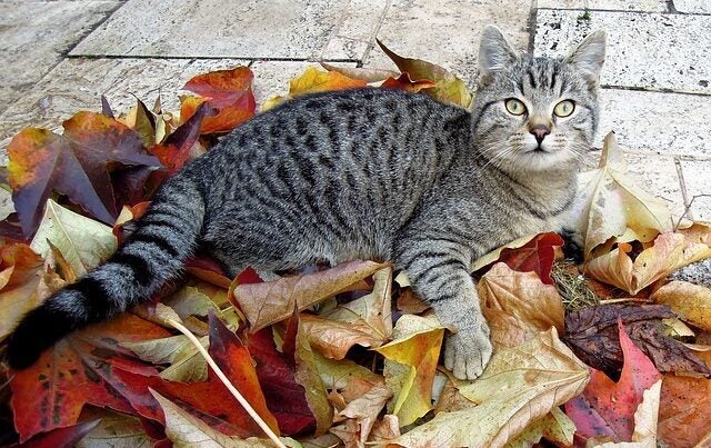 Tabby cat in fall leaves