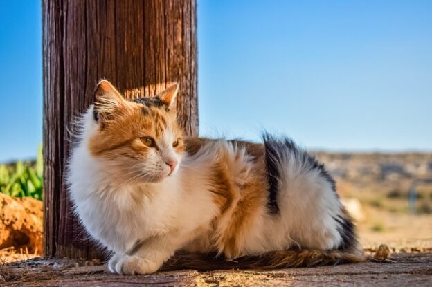 Webinar – 12/5/20 – Cat Friendly Solutions for Unowned Cats – International Cat Care