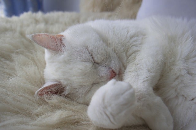 Sleeping white cat with paws curled