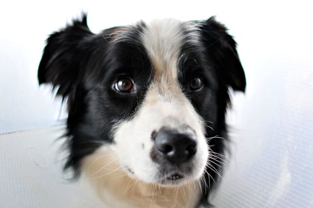 Black and white dog looks apprehensive