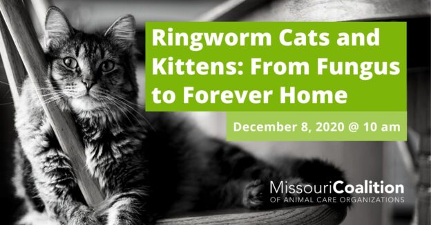 Webinar – 12/8/20 – Ringworm Cats and Kittens: From Fungus to Forever Homes – Missouri Coalition of Animal Care Organizations