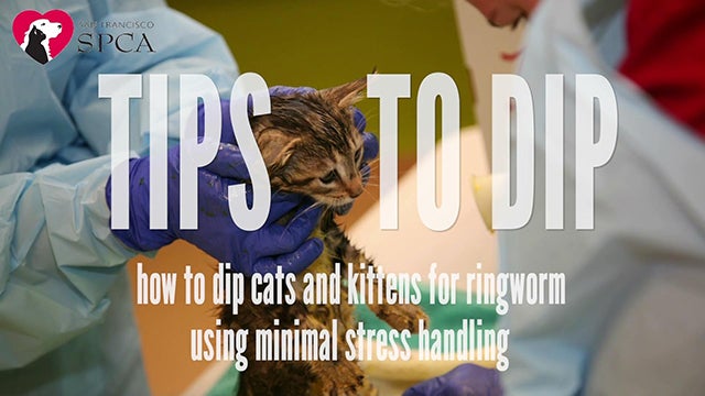 Tips to Dip Ringworm Video