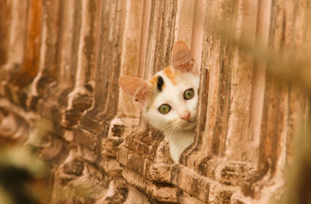 Cat peeks out of fence
