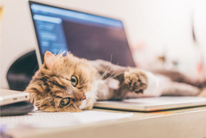 Cat lying on laptop