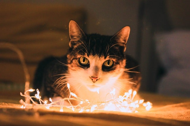 Cat framed by Christmas lights