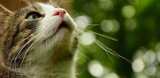 Alert cat against green background