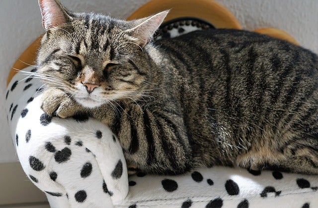 Cat sleeping on fancy cat couch