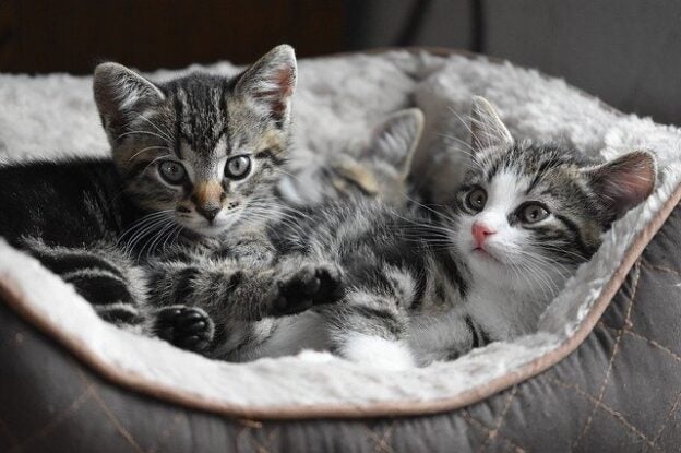 Webinar – 1/18/21 – The New Normal: Spay/Neuter by Five Months of Age – National Kitten Coalition