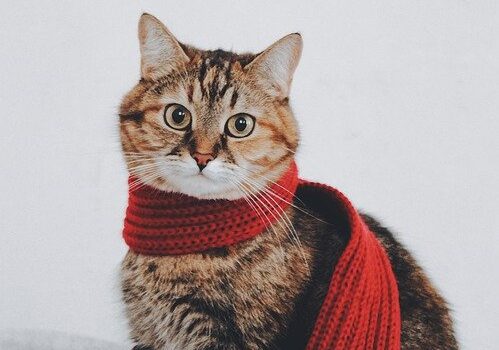 Cat in red scarf