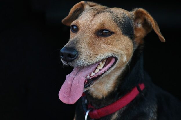 Online Course – Starts 2/1/21- Fundamentals of Animal Behavior and Learning – IAABC (fee applies)