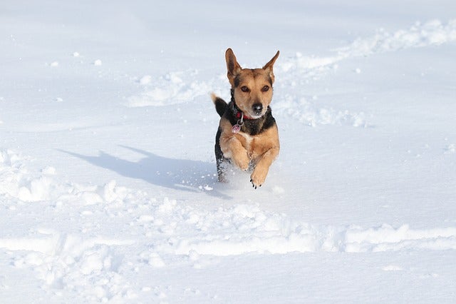 Dog playing in snow