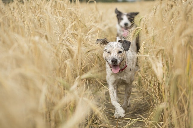 Two dogs running through field