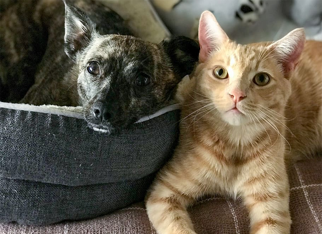 Small dog lies in bed next to orange tabby cat