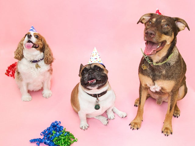 Dogs in party hats