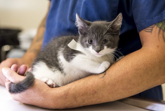 ASPCA Pro kitten with vet